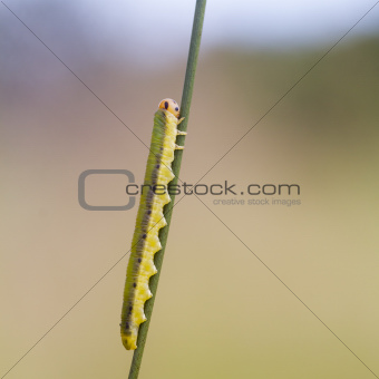 Sawfly larva  (Dolerus ferrugatus )