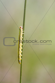 Sawfly larva  (Dolerus ferrugatus )