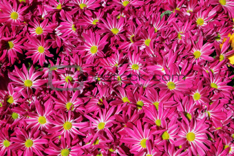 Chrysanthemum flower in the garden background 