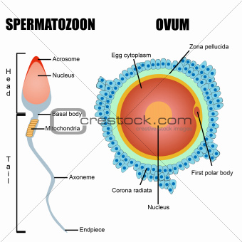 Structure of human gametes : egg and sperm
