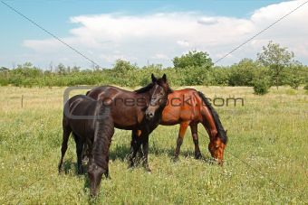Grazing Horses