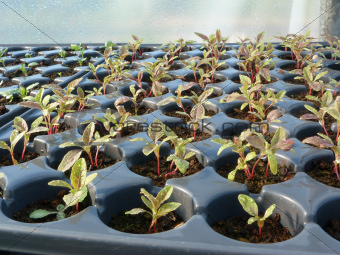 Amaranthus seedlings in pods