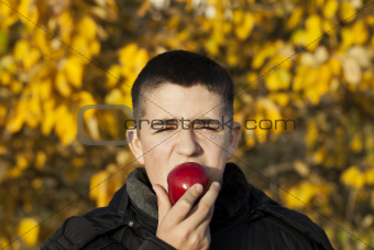 Boy starts to eat an apple
