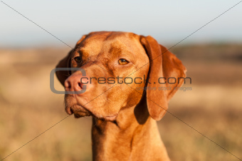 Closeup of a Staring Vizsla Dog