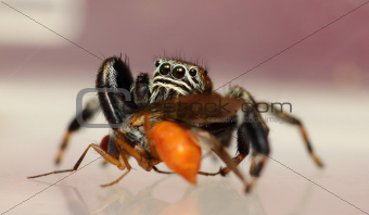Evarcha arcuata jumping spider