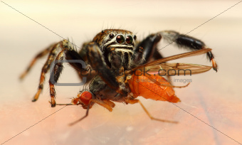 Evarcha arcuata jumping spider