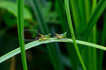 adult grasshopper