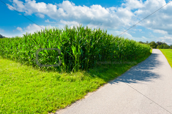 Corn  Fields