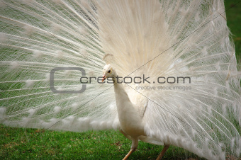 Vanity -  Beautiful White Peacock