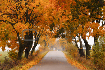 Autumn maple road.
