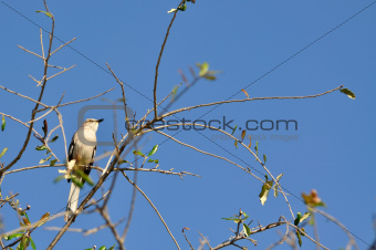 Mockingbird Perched on a Tree