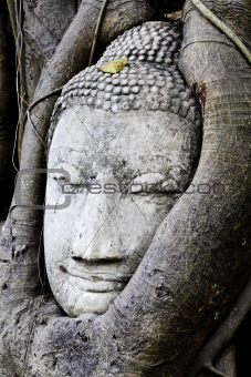buddha in a tree