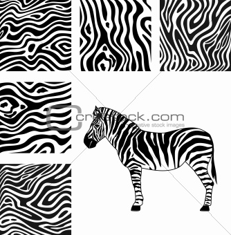 Zebra, texture of zebra