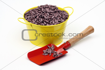 sunflower sowing seed