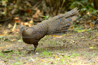 male gray peacock-pheasant