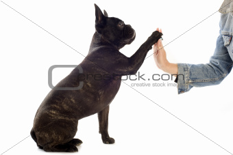 french bulldog and paw