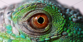 iguana eye