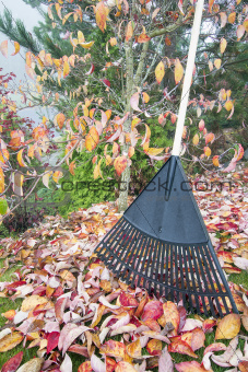 Raking Fall Leaves in Garden Vertical