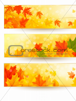 Three autumn banners with colorful leaves in golden frames