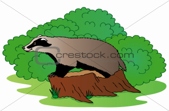 Badger beside bush