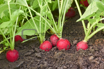 Red radishes in soil close up