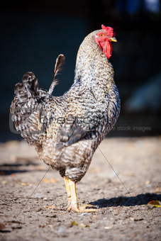 Speckled rooster