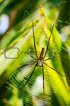 Female Golden Web Spider (Nephila pilipes), Bali, Indonesia.