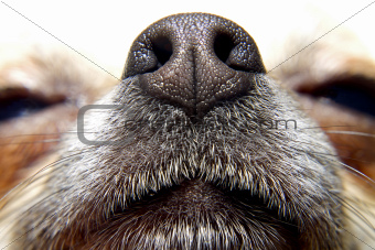 Nose of dog
