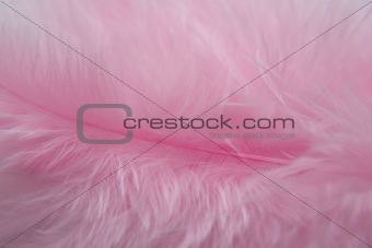 Rose Bird  feathers
