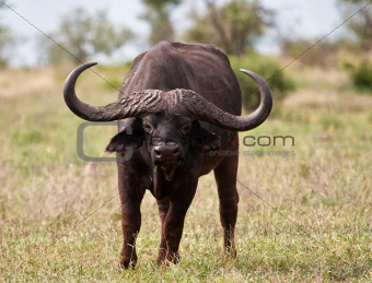 Buffalo bull with huge horns