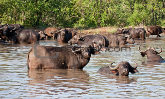 Buffalo herd resting in waterhole