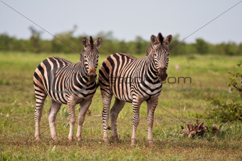 Herd of zebra on a grass plain standing