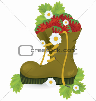 Strawberries old shoe and daisy flowers