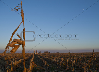 Solitary corn stalk at sunset