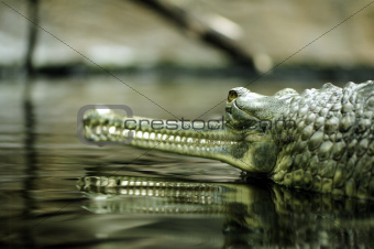 An Indian gharial
