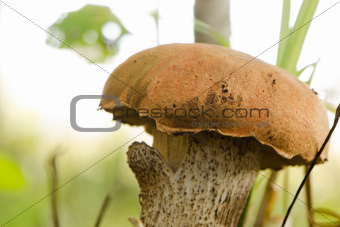 red cap scaber stalk leccinum aurantiacum mushroom 