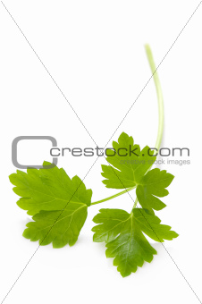 flat leaf parsley isolated