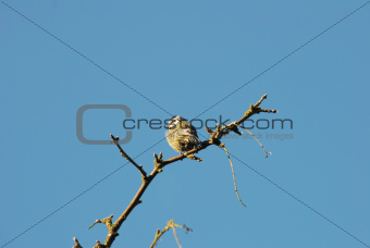 Fledgling blue tit on a branch
