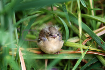Fledgling chaffinch alone in tall grass