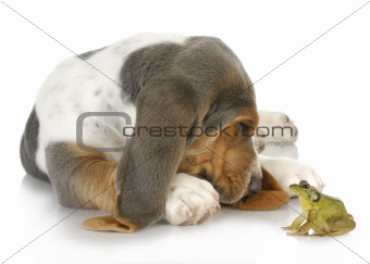 dog and frog