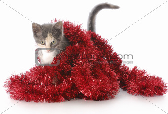 kitten playing with christmas garland