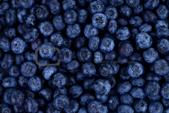 Blueberries as background