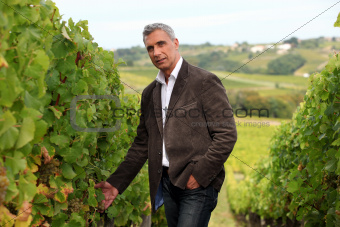 Winegrower in the vineyard