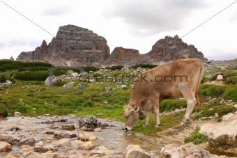 Dolomites Italy beauty, cow drinking at the stream on the Tre ci