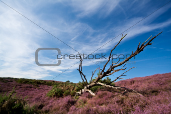 old dry tree in heather