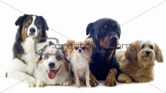 five dogs