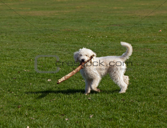 Dog Playing with Stick
