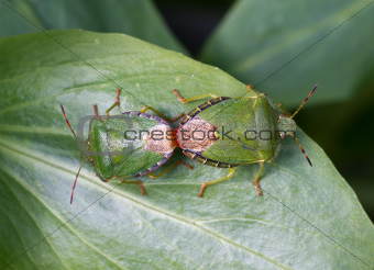Common Green Shield Bugs mating