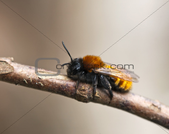 Tawny Mining Bee