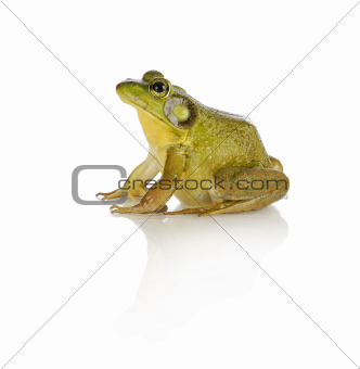 bullfrog 